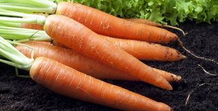 Подкормки для моркови