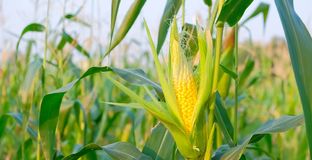 Польза и вред кукурузы