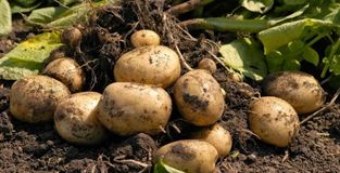 Посев картофеля в 2020 году